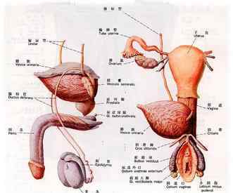 男生生植器 小伙天生男女兩套生殖系統(tǒng) 外表為男人生殖器是女人