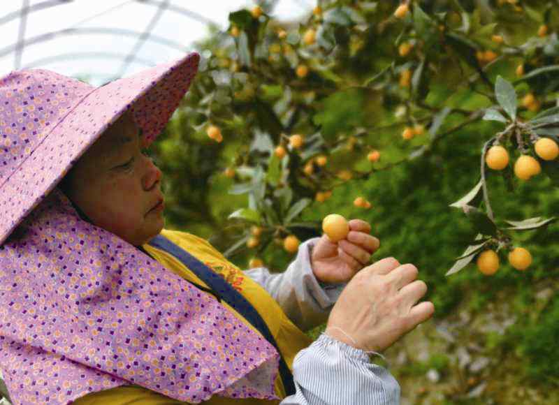 偌大 采摘季到了！樂清北塘偌大田園綜合體“花果飄香”