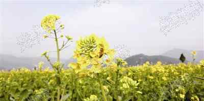 油菜花海 三月正是賞花時 瑞安桐浦重現(xiàn)幾千畝油菜花海