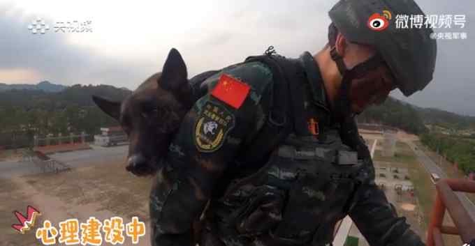 高空索降軍犬抱緊特戰(zhàn)隊員胳膊 畫面令人心疼又好笑