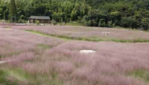 粉黛亂子草 粉黛亂子草綻放成廊橋文化園新寵