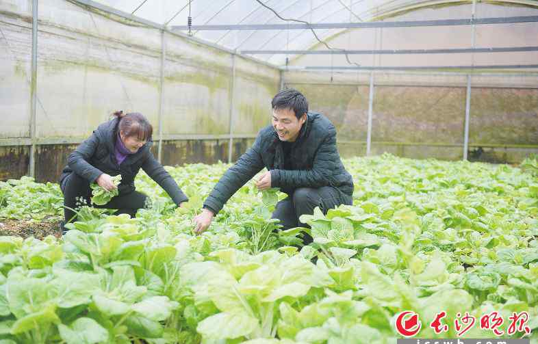 持續(xù)低溫 走訪長沙多家蔬菜生產(chǎn)基地，看菜農(nóng)們如何應對持續(xù)低溫陰雨天氣