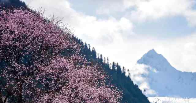 中國(guó)波密 西藏波密：中國(guó)最美的春天在這里