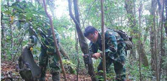 云豹圖片 張家界八大公山現(xiàn)國家一級保護動物云豹[組圖]