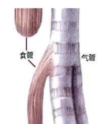 螃蟹為什么吐泡泡 寶寶怎么像螃蟹一樣不停吐泡泡？醫(yī)生一查竟發(fā)現(xiàn)...