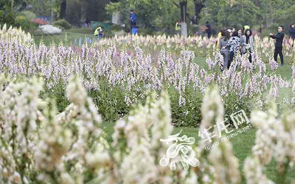 蘭色花園 “ 100種藍(lán)”能治愈你嗎？熊婆婆的花園將辦大型主題花展