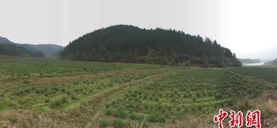 迷迭香種植 郴州殘疾農民荒山創(chuàng)業(yè) 種迷迭香年產值400萬/圖