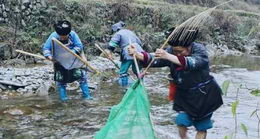 草鞋蟲 湘西保靖苗家百蟲宴:打屁蟲水蜈蚣全上桌/組圖