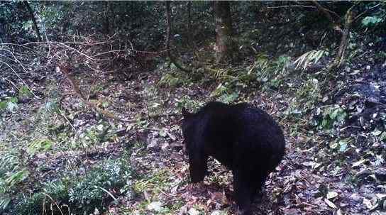 云豹圖片 張家界八大公山現(xiàn)國家一級保護動物云豹[組圖]