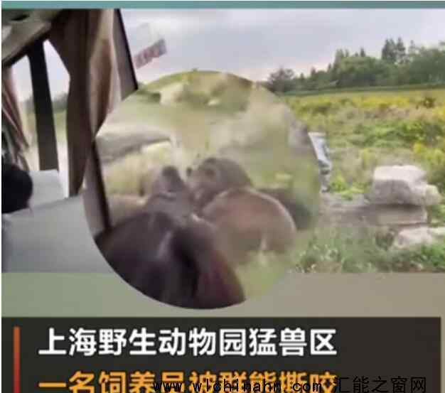 上海野生動物園熊群咬死飼養(yǎng)員 回顧事情經過