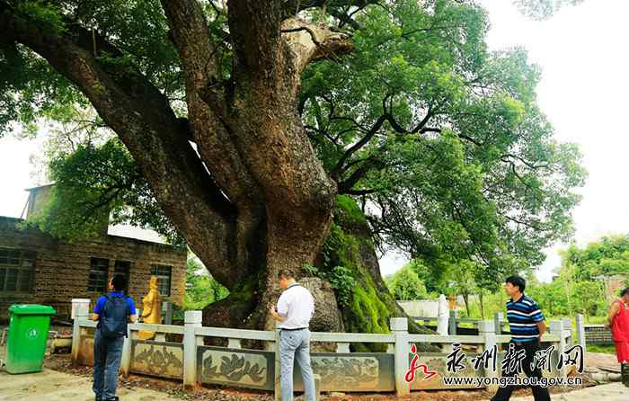 唐志萍 永州兩株古樹獲評(píng)“湖南樹王” 最長樹齡達(dá)2500年