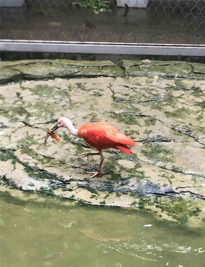 溫州動物園 你見過世界上顏色最紅的鳥嗎？溫州動物園紅鹮首次繁殖成功