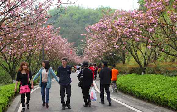 重慶園博園圖片 又到櫻花爛漫時??來重慶園博園邂逅這條“重慶公園最美園路”吧