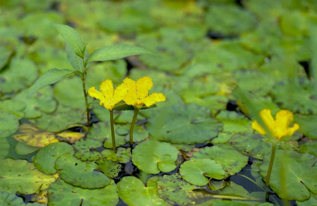 烏鶇來臨預示什么 南洞庭湖發(fā)現(xiàn)野生荇菜群落，可能是歷年最大的一片