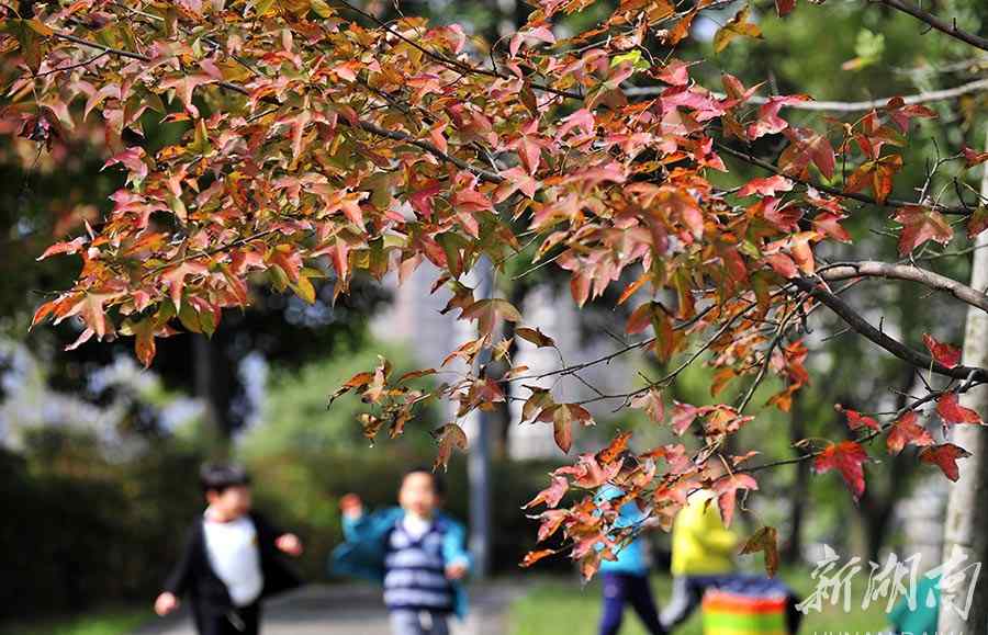 月湖公園 長沙月湖公園賞紅葉