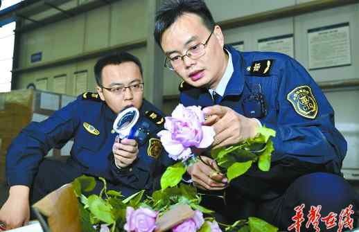 湖南鮮花 湖南航空口岸首次進口鮮花 3939枝荷蘭鮮切花運抵長沙