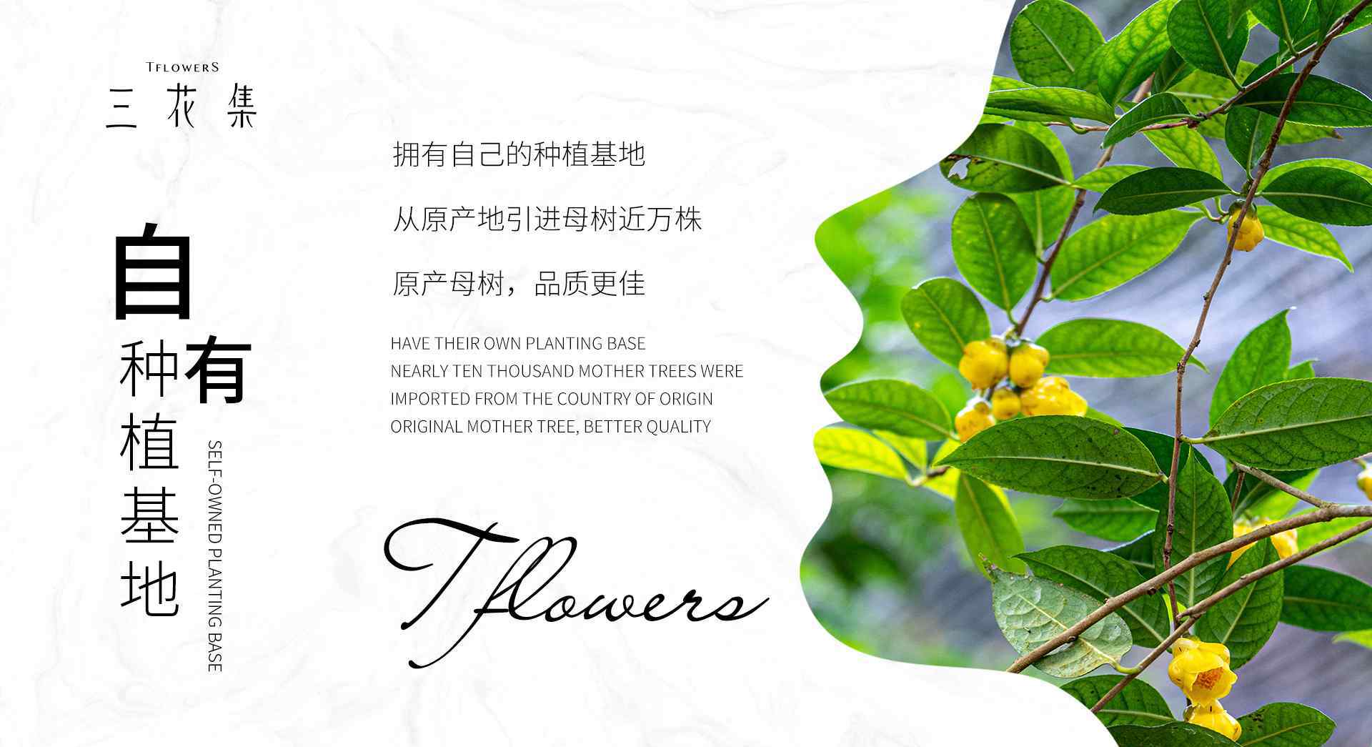 三花集專業(yè)解析：金花茶采摘和處理有講究