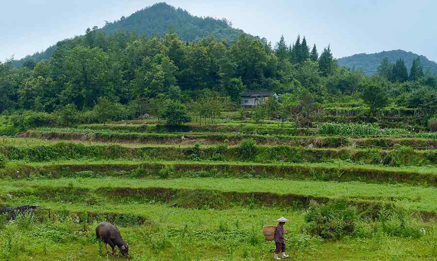 茶葉黨 勝花村黨建引領(lǐng)構(gòu)建美好鄉(xiāng)村，產(chǎn)業(yè)發(fā)展助力鄉(xiāng)村振興