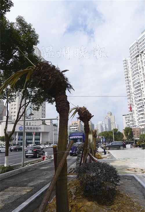 蒲葵樹 車站大道7株蒲葵集體“禿頭” 樹又被挪死了嗎？