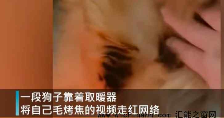 狗狗靠著電暖氣取暖毛被烤焦 究竟發(fā)生了什么