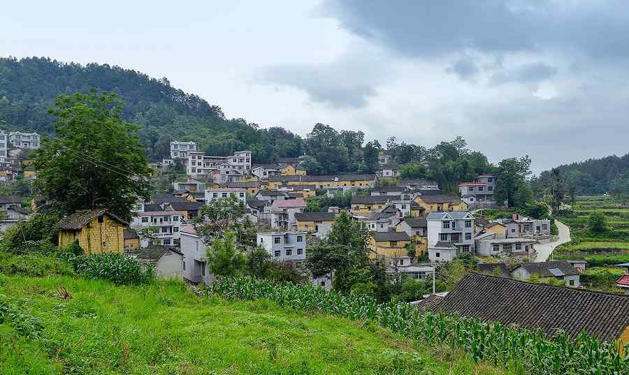 茶葉黨 勝花村黨建引領(lǐng)構(gòu)建美好鄉(xiāng)村，產(chǎn)業(yè)發(fā)展助力鄉(xiāng)村振興