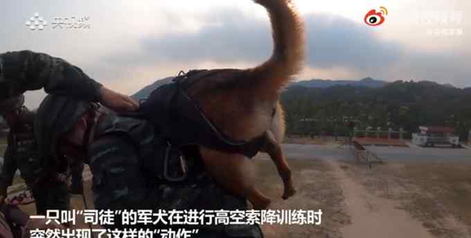 高空索降軍犬抱緊特戰(zhàn)隊員胳膊 畫面令人心疼又好笑