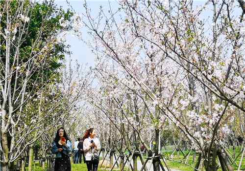 怒放 櫻花怒放，游人如織  甌江口十里櫻花園，你打卡了嗎？