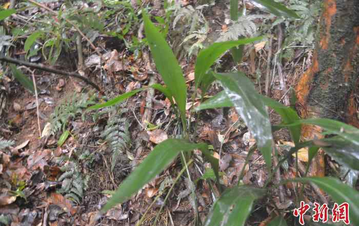 蘭花蕉 曾認(rèn)為已滅絕 廣東茂名發(fā)現(xiàn)珍稀瀕危植物蘭花蕉群落