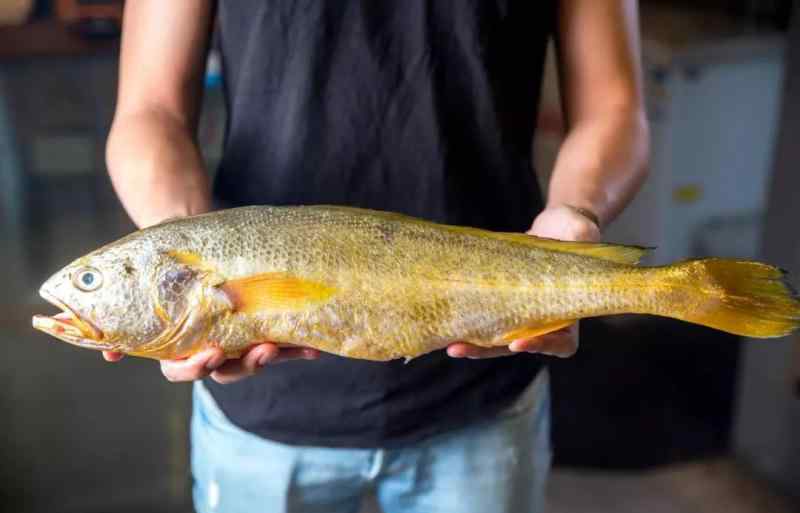 野生大黃魚 全面禁食野生動物后，野生大黃魚還能吃嗎？溫州主管部門給出答案