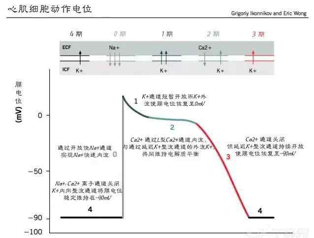 抗心律失常藥 扒一扒 那些常見的抗心律失常藥物