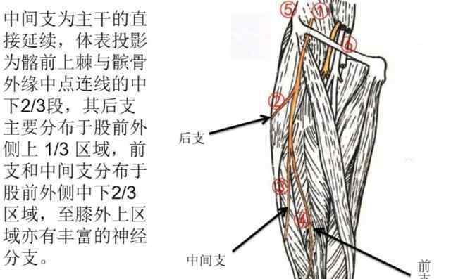 股外側(cè)皮神經(jīng)炎 股外側(cè)皮神經(jīng)炎概述