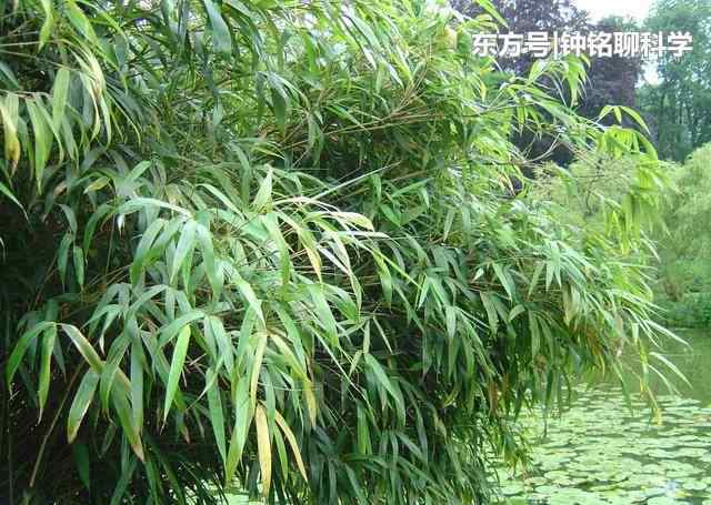 大熊貓愛(ài)吃的植物 為什么大熊貓愛(ài)吃竹子？竹子難道不會(huì)劃傷消化器官的內(nèi)壁嗎？