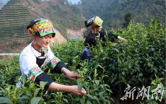 黃金茶多少錢一斤 明前茶市場俏 湘西保靖黃金茶每斤600元 上漲20%