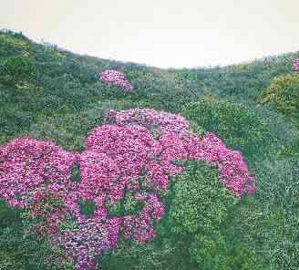 風(fēng)過菜花黃 走讀高山｜蘇寶頂：雪峰之巔的高山植物與人事