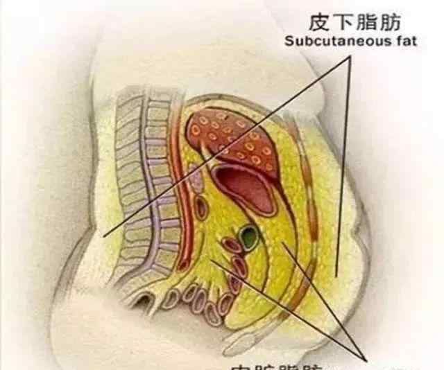 內(nèi)臟脂肪最怕兩種食物 內(nèi)臟脂肪多，容易引發(fā)3大疾?。〕?種內(nèi)臟脂肪克星食物脂肪掉的快