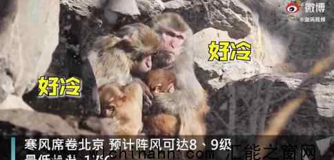 北京動物園猴子抱團(tuán)取暖 為什么會這樣做