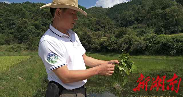 冠果草 珍稀植物冠果草重現(xiàn)“江湖”