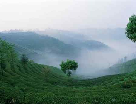 湖南茶業(yè) 知道湖南|湖南人什么時(shí)候開始種茶?辛追喝的是什么茶?