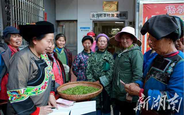 保靖黃金茶 明前茶市場俏 湘西保靖黃金茶每斤600元 上漲20%