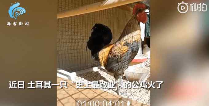 公雞打鳴打到缺氧昏倒