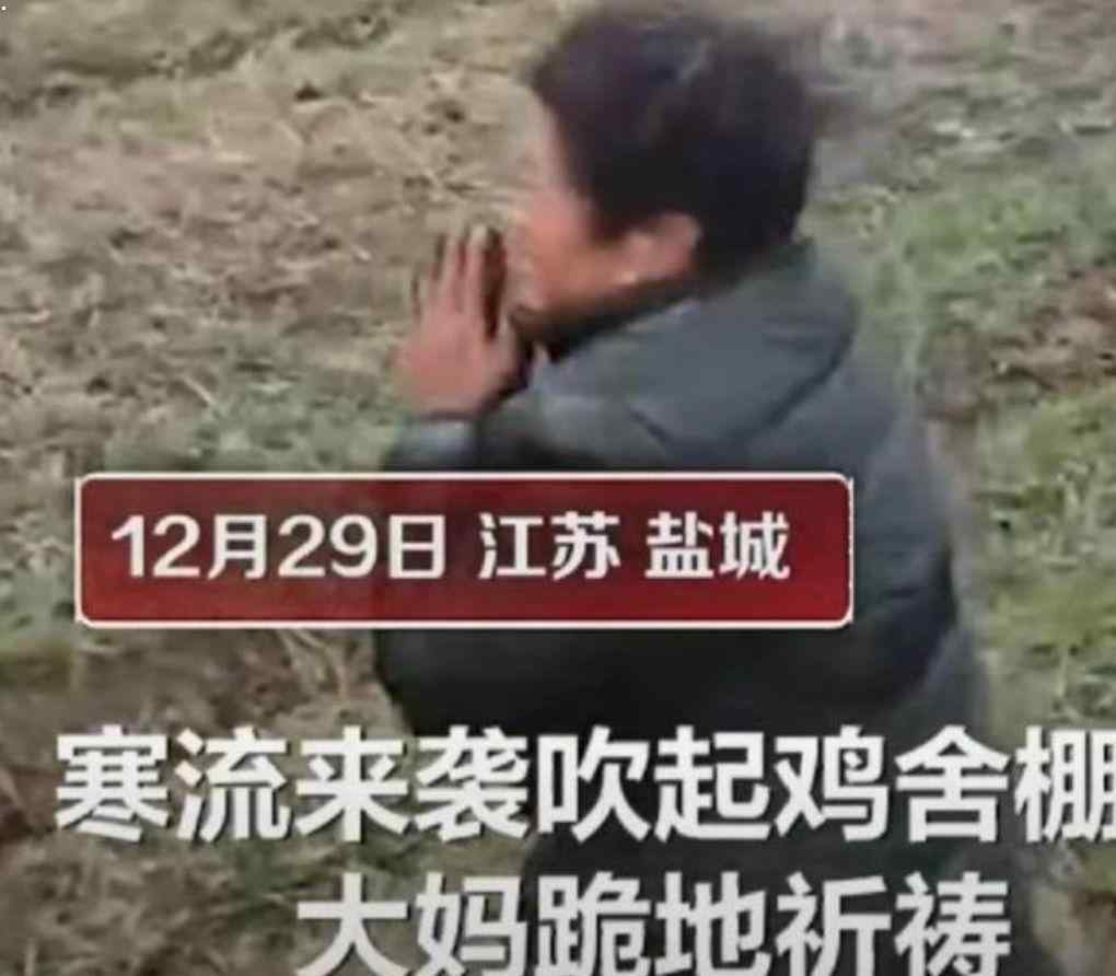 過半雞苗被凍死養(yǎng)殖戶跪地祈禱 真相到底是怎樣的？