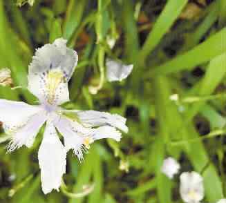 風(fēng)過菜花黃 走讀高山｜蘇寶頂：雪峰之巔的高山植物與人事