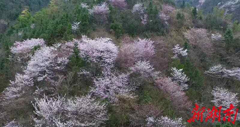 驚艷鄉(xiāng)村 臨湘萬畝野櫻花驚艷鄉(xiāng)村