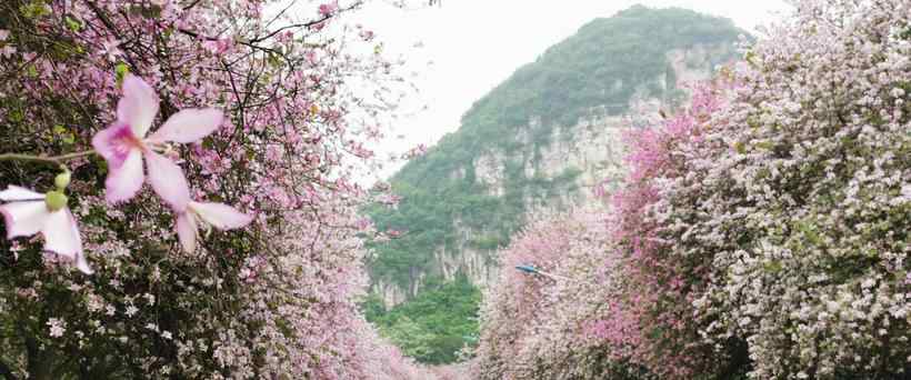 柳州紫荊花 2020年柳州紫荊花開放，龍城美景任你遨游，體驗不一樣的春天氣息