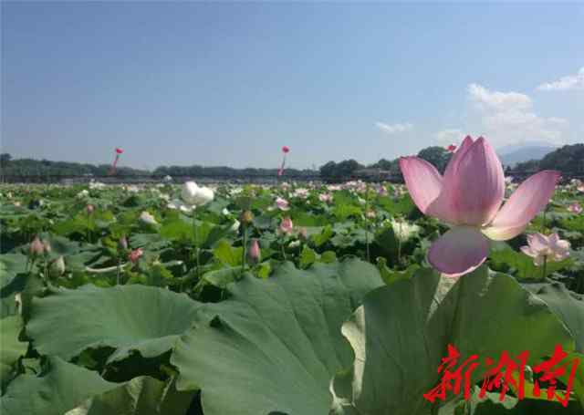 淳口 美麗鄉(xiāng)村新樣板:瀏陽淳口鎮(zhèn)投資1.2億元建"茴香小鎮(zhèn)"