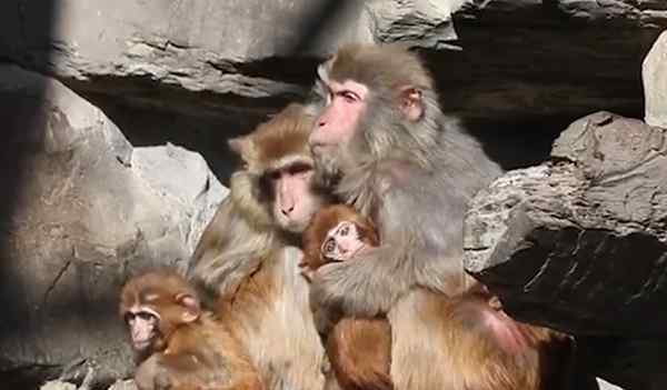 零下17度!北京動物園猴子抱成團(tuán)取暖