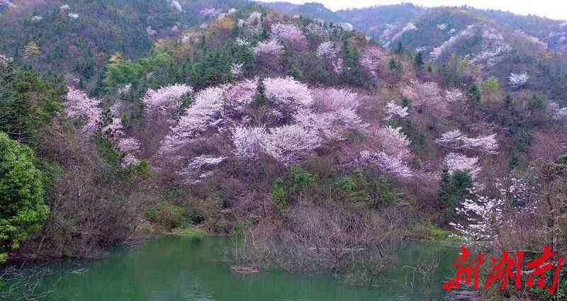 驚艷鄉(xiāng)村 臨湘萬畝野櫻花驚艷鄉(xiāng)村