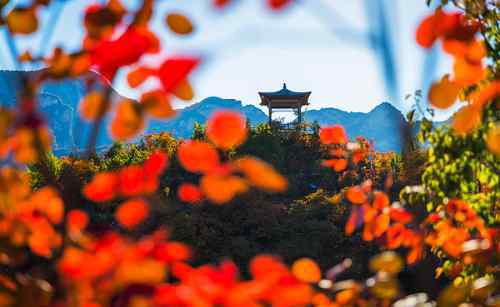 幽嵐山 坡峰嶺紅葉 北京幽嵐山秋天的勛章