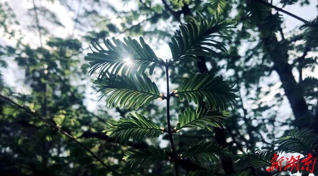 虎鳳蝶 中華虎鳳蝶亮相央視