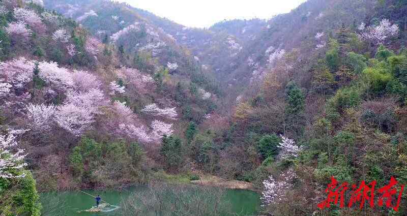 驚艷鄉(xiāng)村 臨湘萬畝野櫻花驚艷鄉(xiāng)村